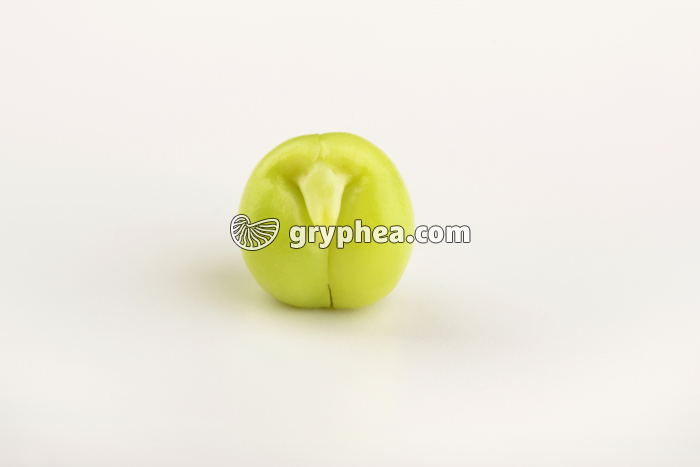 Pois - Graine de Pois avec embryon - gryphea.org